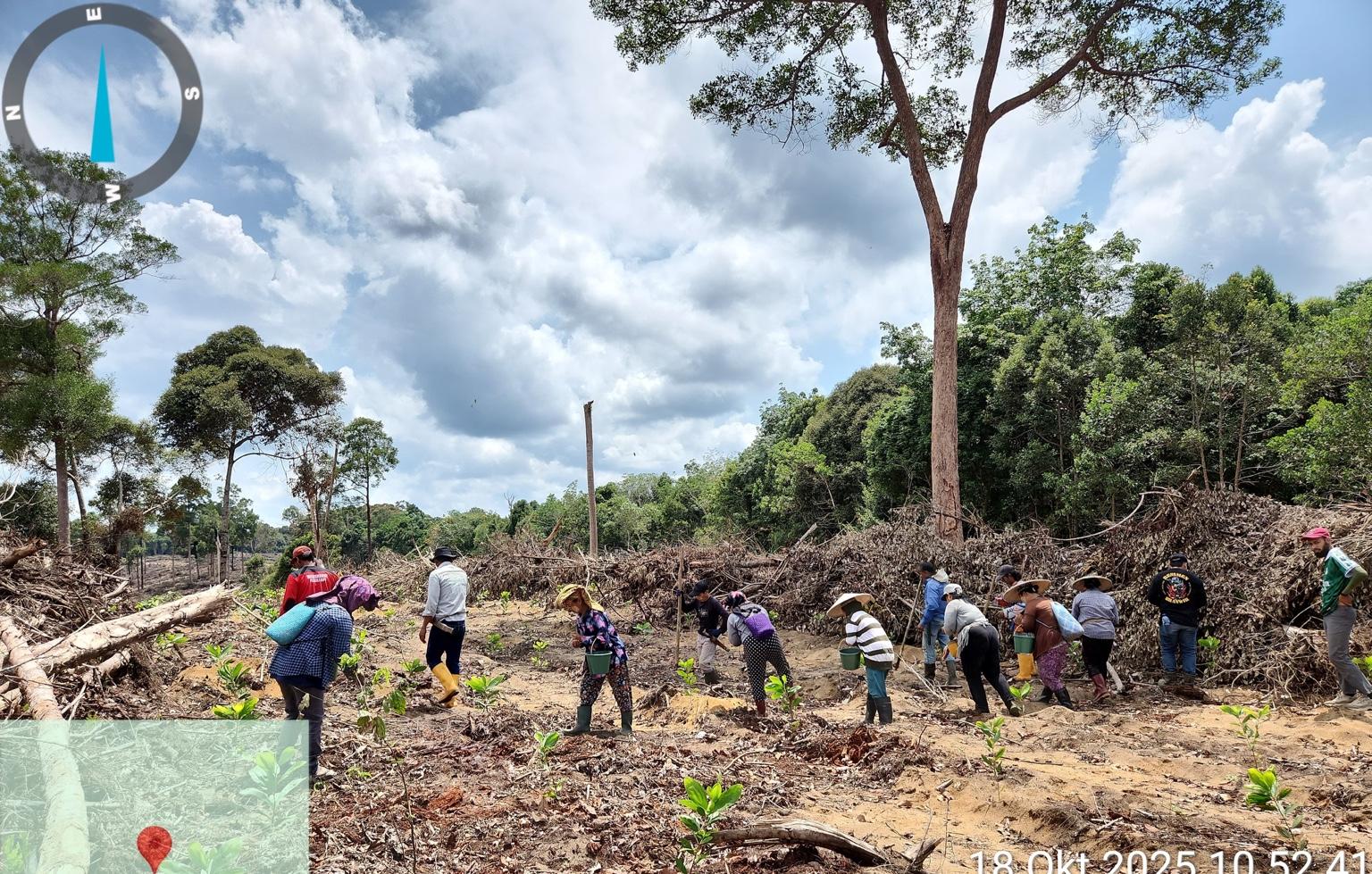Petani anggota Kelompok Tani Maju Jaya melakukan penanaman padi darat di areal konsesi PT Daya Maju Lestari, Kutai Barat. (Istimewa)